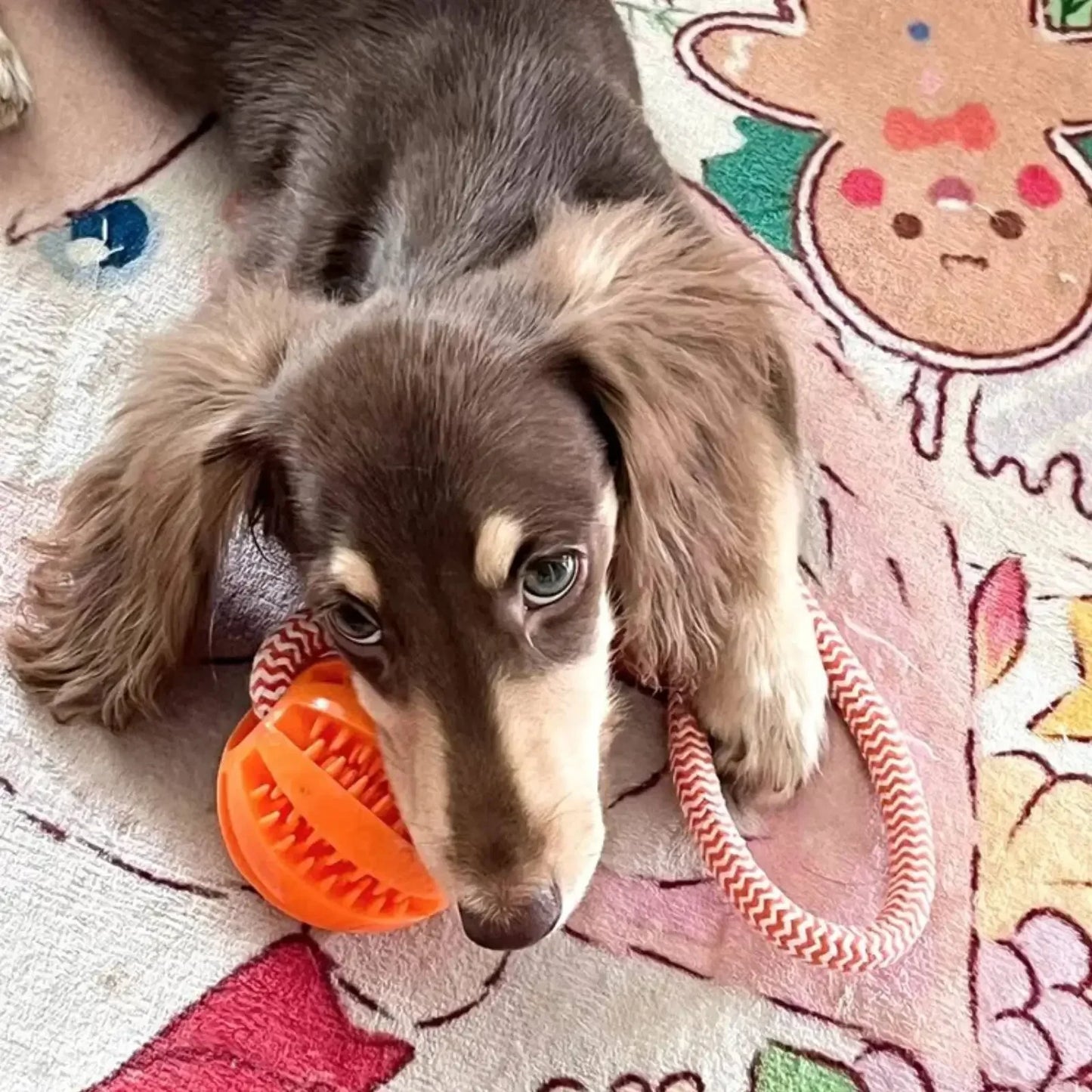 Interactive Treat Ball Rope Toy For Dogs