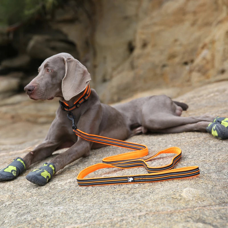 Winhyepet Padded Handle Dog Leash Durable Training For All Dogs