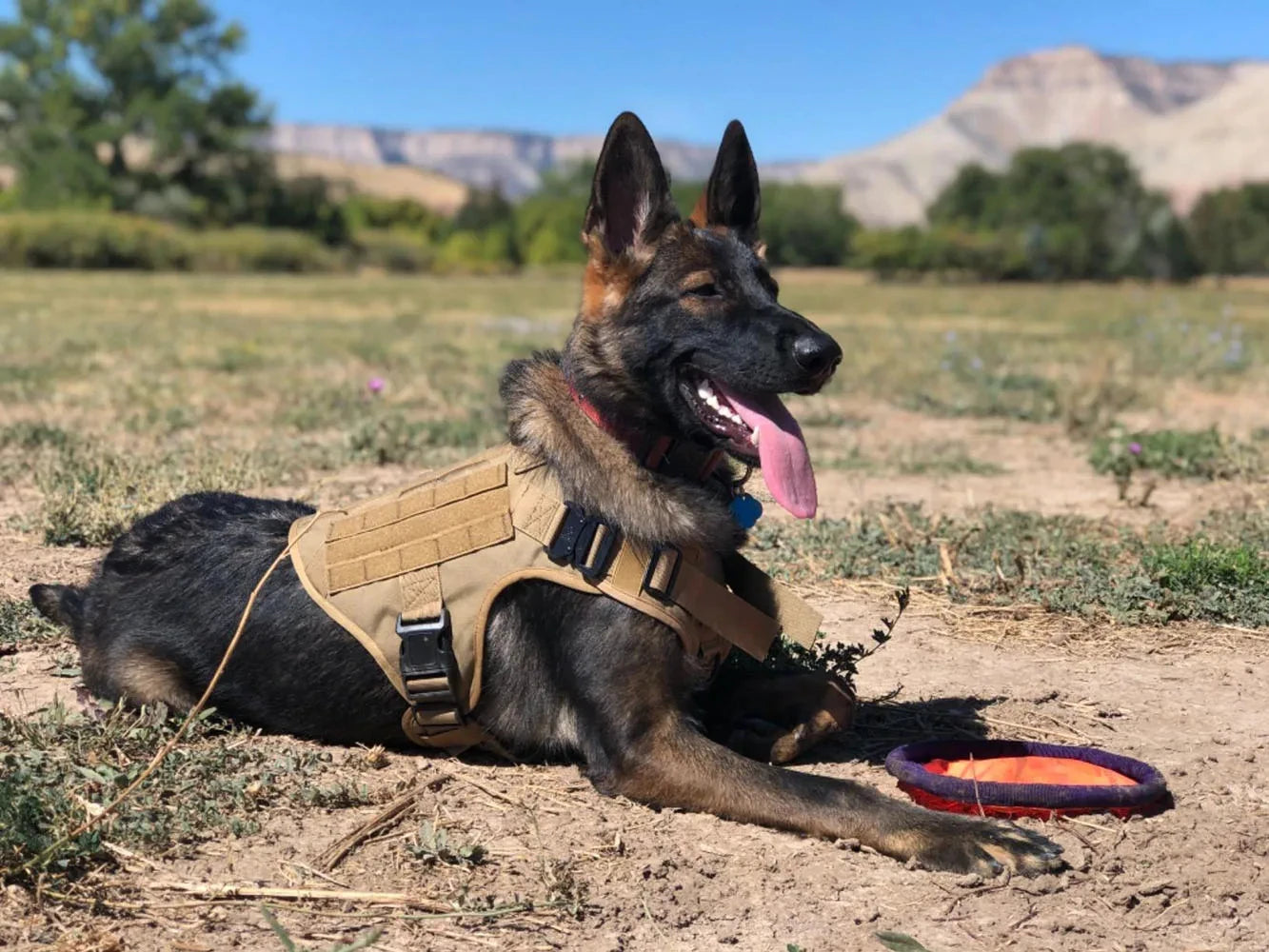 Adjustable Tactical Dog Harness And Nylon Collar Set For Dogs