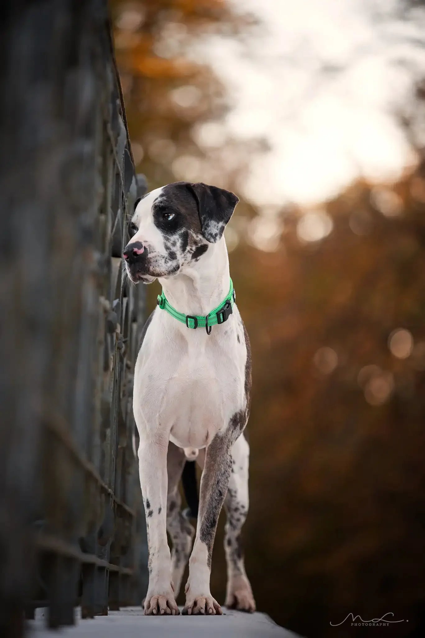 TrueLove Nylon Adjustable Dog Collar Padded Reflective Heavy Duty Training